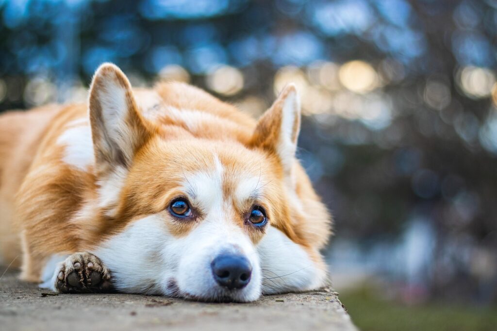 welsh corgi, corgi, nature, dog, animal, free background, cool backgrounds, 4k wallpaper 1920x1080, windows wallpaper, free wallpaper, pet, wallpaper hd, full hd wallpaper, canine, purebred, hd wallpaper, wallpaper 4k, mac wallpaper, 4k wallpaper, beautiful wallpaper, mammal, pedigree, cute, friend, desktop backgrounds, wallpaper, laptop wallpaper, background