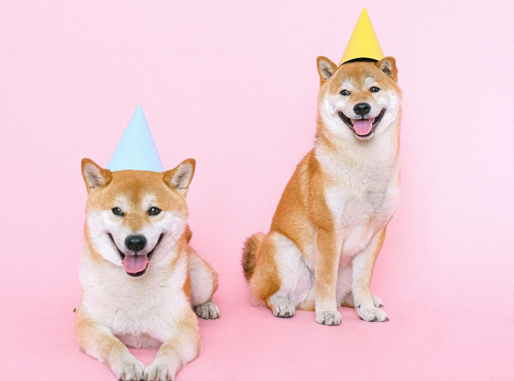 Two happy Shiba Inu dogs wearing party hats on a pink background, perfect for festive animal themes.