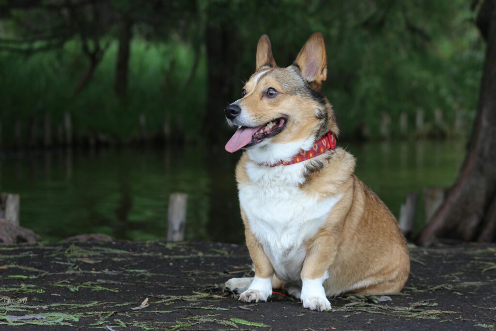 Cute corgi sitting outdoors by a lake, wearing a collar. Perfect pet portrait.